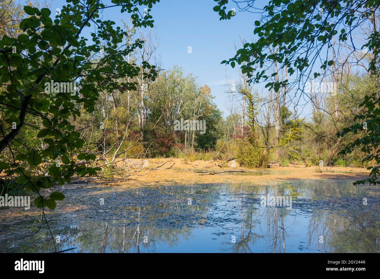 Zitny ostrov (große Roggeninsel, große Schüttinsel): Anabranch, Donauarm, Wald in Dunajske Luhy (Donauauen), Slowakei Stockfoto