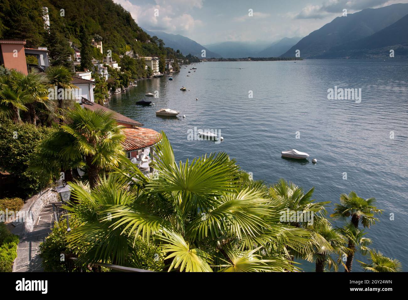 Lago Maggiore und Palms Stockfoto
