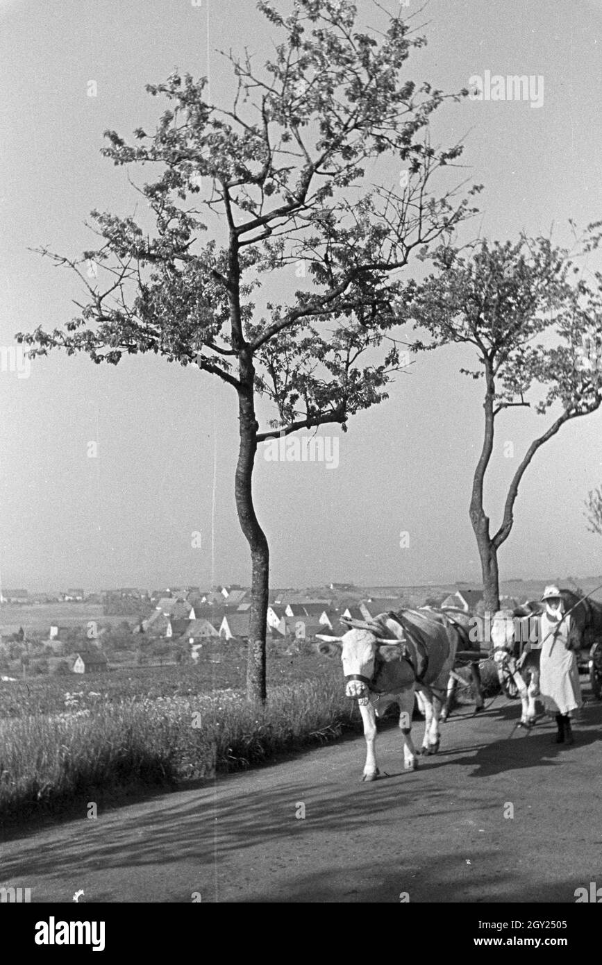 Ein Ochsengespann im Donautal bei Wildenstein, Deutschland 1930er Jahre. Ein Joch Ochsen ziehen ein Warenkorb in der Donau Dale, Deutschland 1930. Stockfoto
