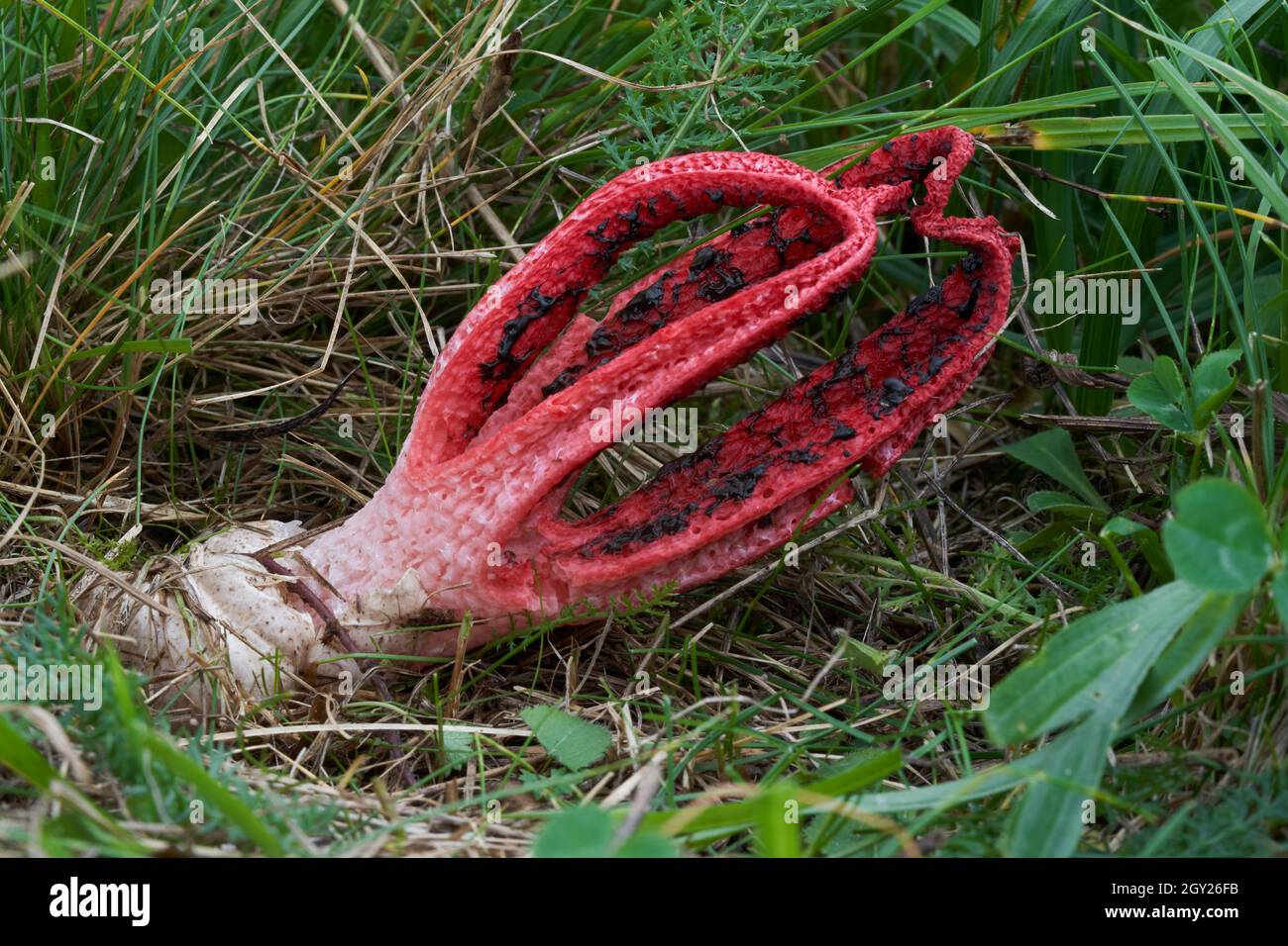 Ungenießbarer Pilz Clathrus archeri auf der Wiese. Bekannt als Tintenfisch stinkhorn oder Teufelsfinger. Wilder roter Pilz wächst im Gras. Stockfoto