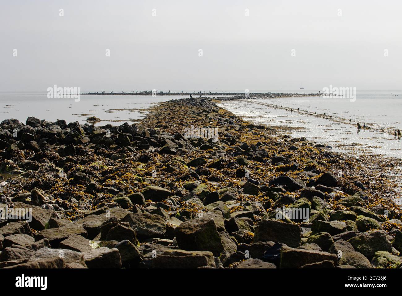 Steine ins wattenmeer in den Niederlanden. Dieses Foto ist auf der Insel Terschelling im Norden der Niederlande gemacht. Stockfoto