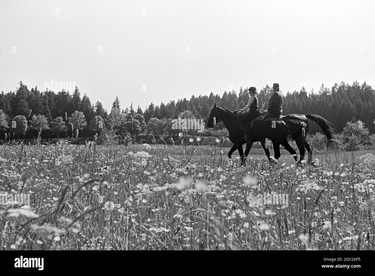 Reiter bei einem Reitausflug im Wald bei Freudenstadt, Deutschland 1930er Jahre. Reiter auf einem Pferd reiten Reise in den Wäldern in der Nähe von Freudenstadt, Deutschland 1930. Stockfoto