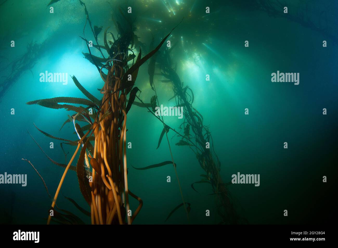 Großer Seetang-Wald mit RiesenSeetang, Macrocystis pyrifera, Ordnung Laminariales, Point Lobos State Natural Reserve, California, USA Stockfoto