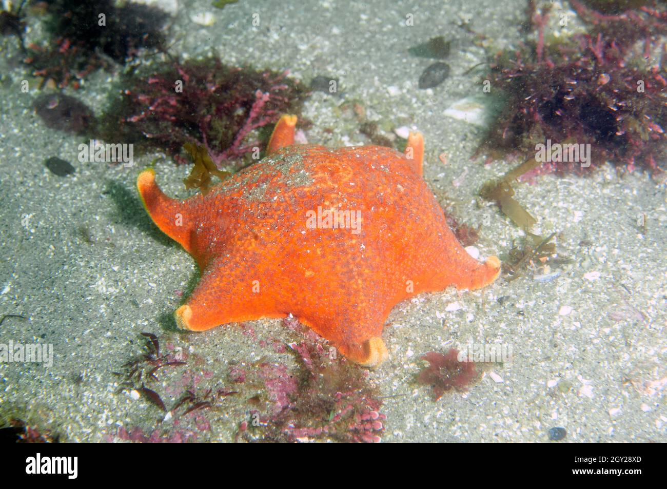 Kissen-Seestern, Pteraster tesselatus, Point Lobos State Natural Reserve, Kalifornien, USA Stockfoto