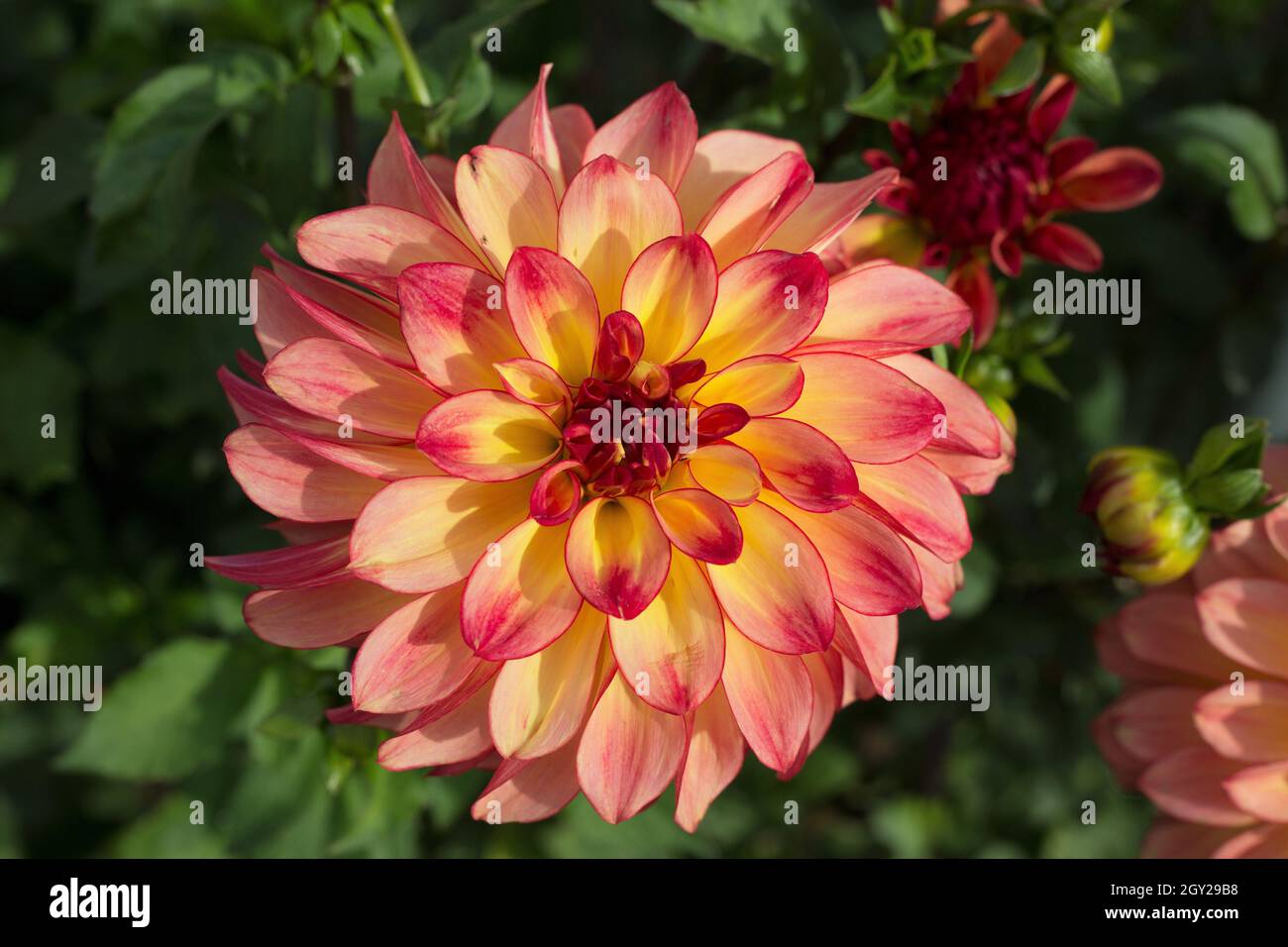 Dahlia „Mai Tai“. Stockfoto