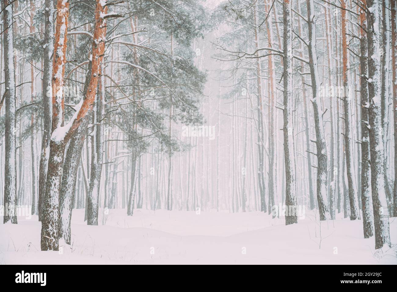 Schöne Snowy White Forest Road Im Winter Frosty Day. Schneit Im Winter Frost Woods. Schneebedecktes Wetter. Winter Snowy Nadelwald. Blizzard in Stockfoto