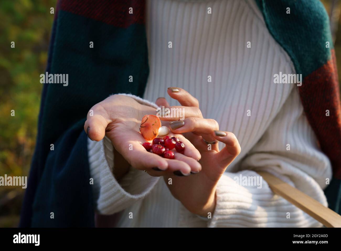 Herbstgeschenke: Preiselbeeren und Pilze auf weiblicher Hand. Freizeitbeschäftigung des Spaziergangs im Herbstwald Stockfoto