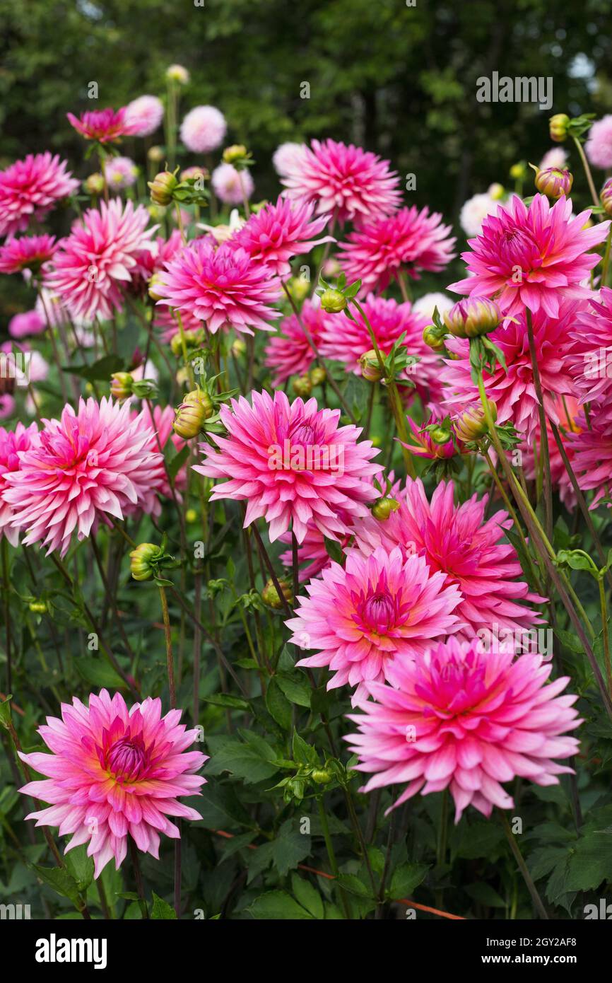 Dahlia „Lindy“. Stockfoto