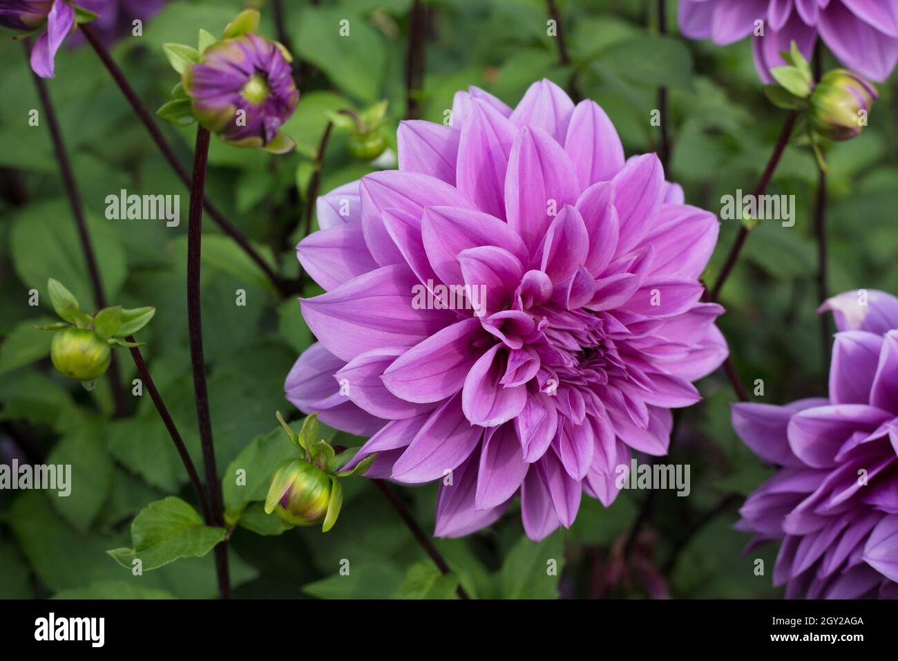 Dahlia „Lilac Time“. Stockfoto