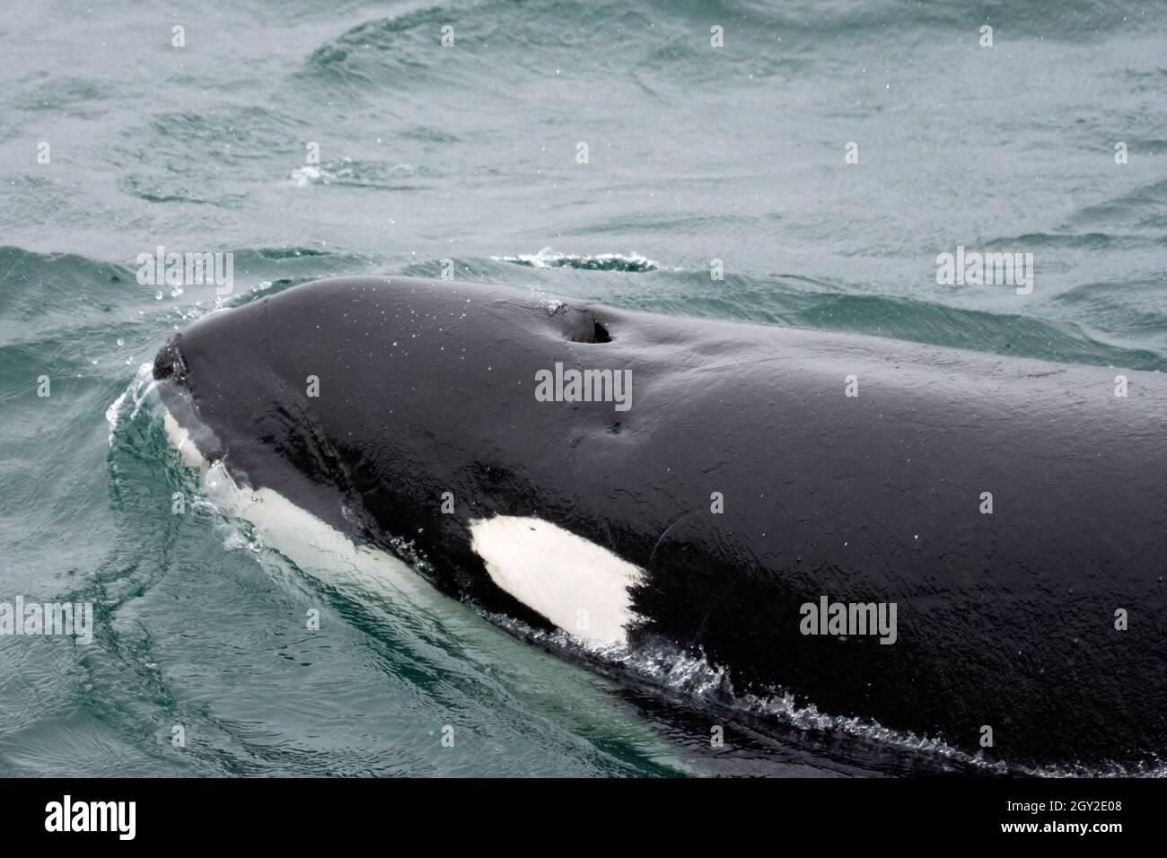 Orca oder Killerwal, Orcinus Orca, an der Oberfläche atmend, Resurrection Bay, Kenai Peninsula, Alaska, USA Stockfoto