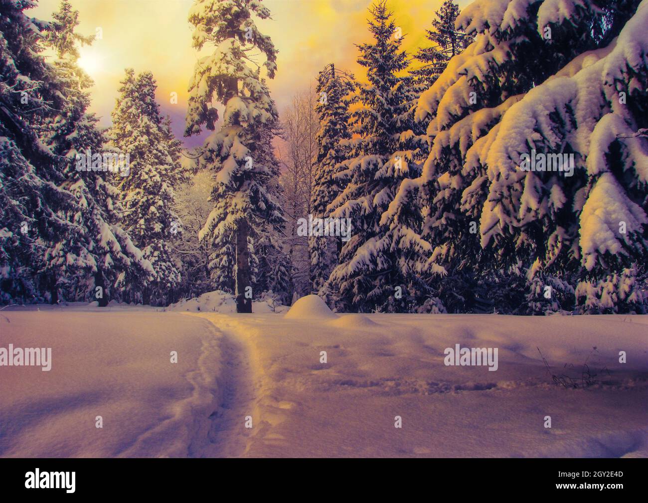 Wunderschöne Winterlandschaft mit schneebedeckten Bäumen und dem dramatischen Effekt von Sonnenauf- oder -Untergang Stockfoto