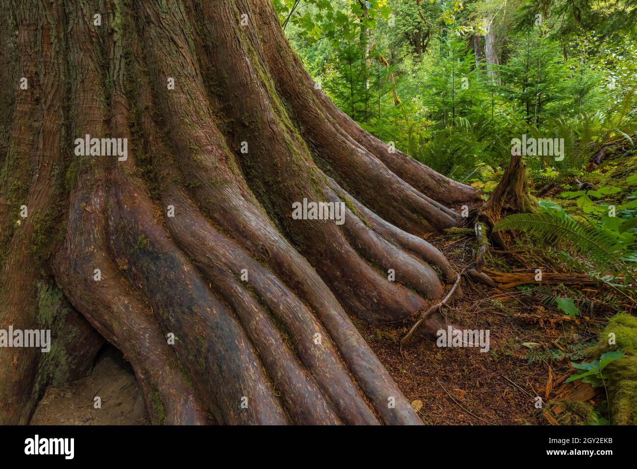 Westliche Rotzeder, Thuja plicata, mit wunderbarem Abfackeln des Rumpfes in die Wurzeln, im Treppenhaus im Olympic National Park, Washington State, USA Stockfoto