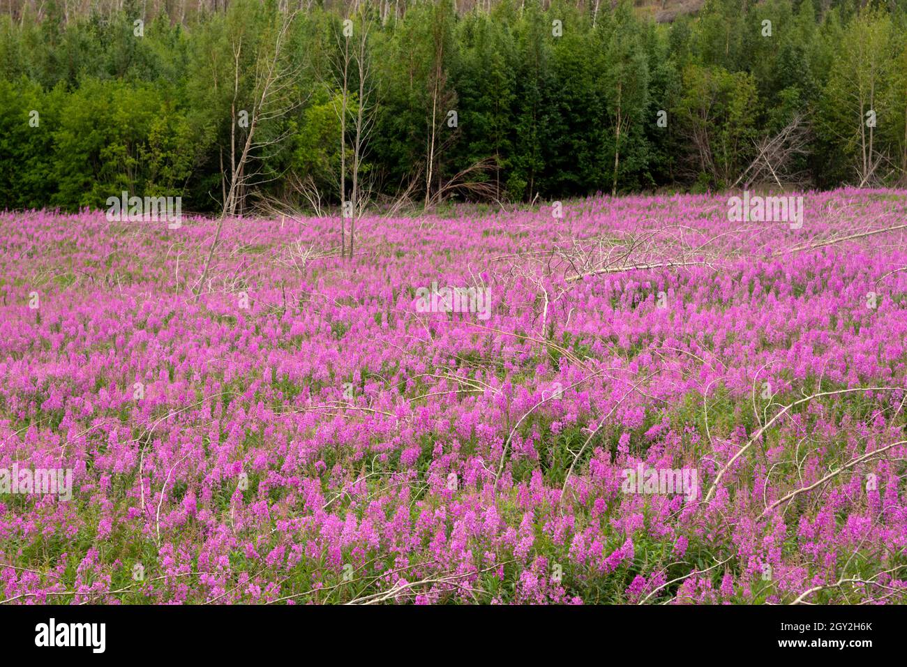 Ein Feld mit blühender wilder, rosafarbener Feuerwüse, Chamaenerion angustifolium, Onagraceae, Skilak Lake, Kenai Peninsula, Alaska, USA Stockfoto