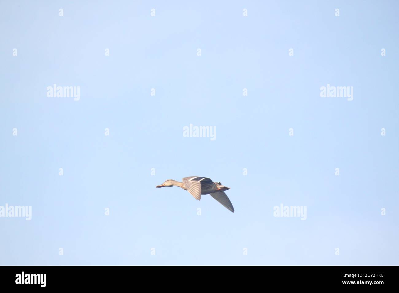 Wilde Ente, die in blauem Himmel fliegt Stockfoto