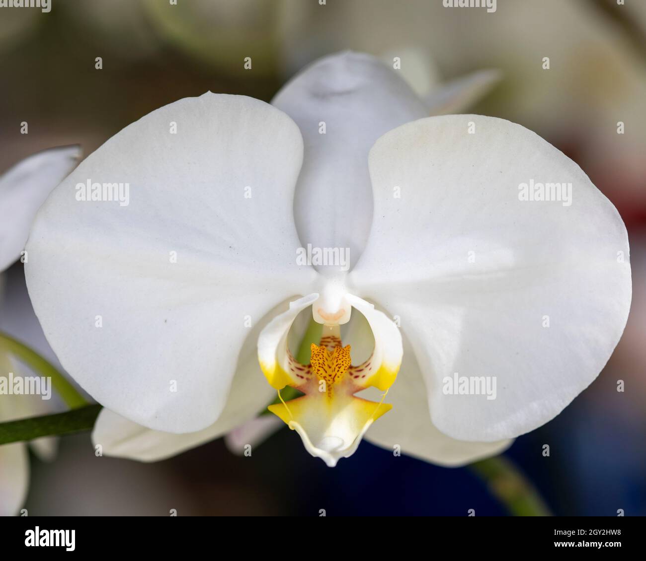 Orchidee auf dem Redlands Orchid Festival in Homestead ausgestellt Stockfoto