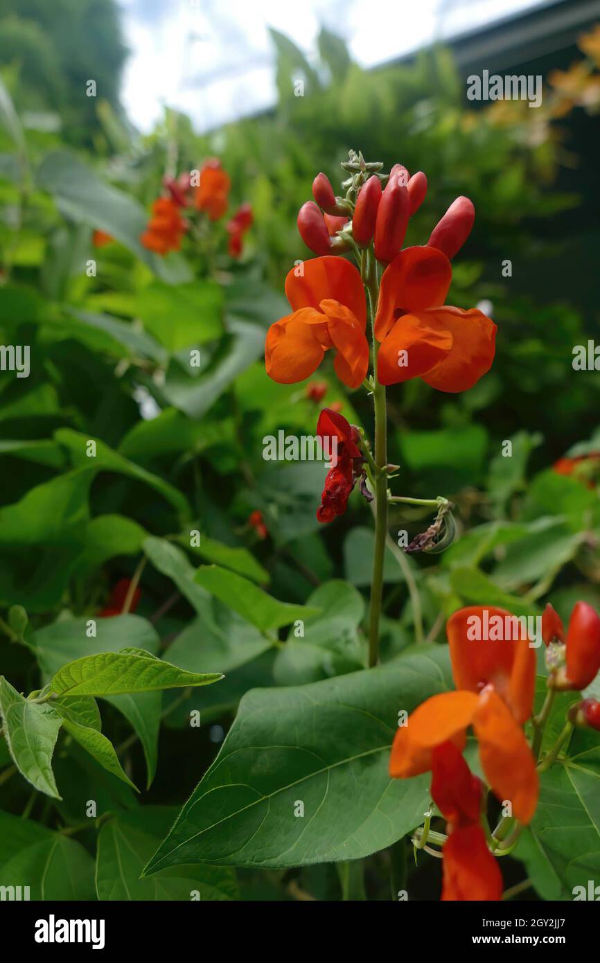 Nahaufnahme von scharlachroten Bohnen, die im Seattle Garden wachsen Stockfoto