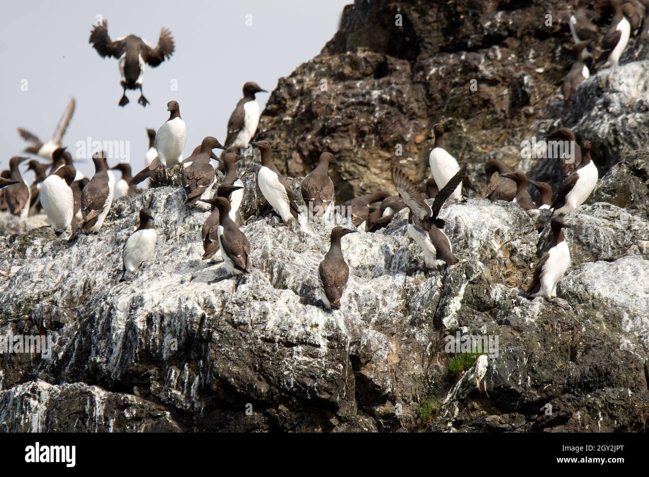 Kolonie der Gemeinen Murren, Uria Aalge, Ordnung Charadriiformes, Gull Island, Kachemak Bay, Homer, Alaska, USA Stockfoto