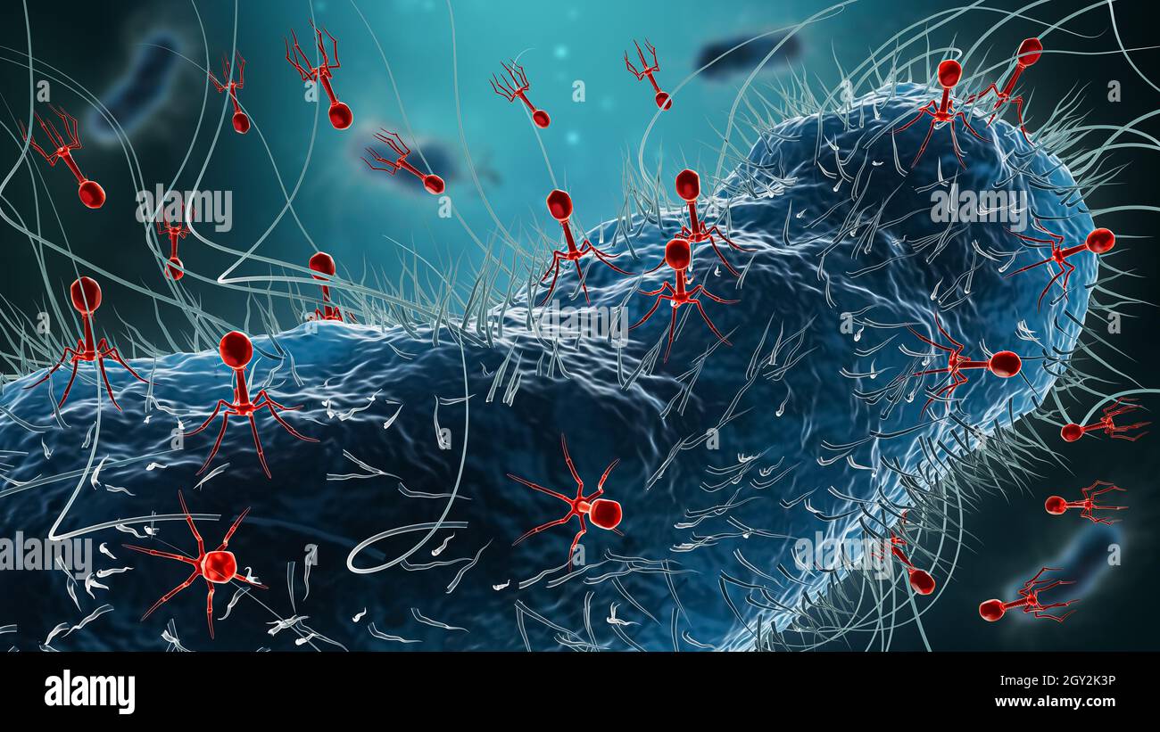 Generische Bakterien wie Escherichia coli infiziert durch Gruppe von Phagen oder Bakteriophagen 3D-Rendering Illustration. Mikrobiologie, Medizin, Wissenschaft, ich Stockfoto