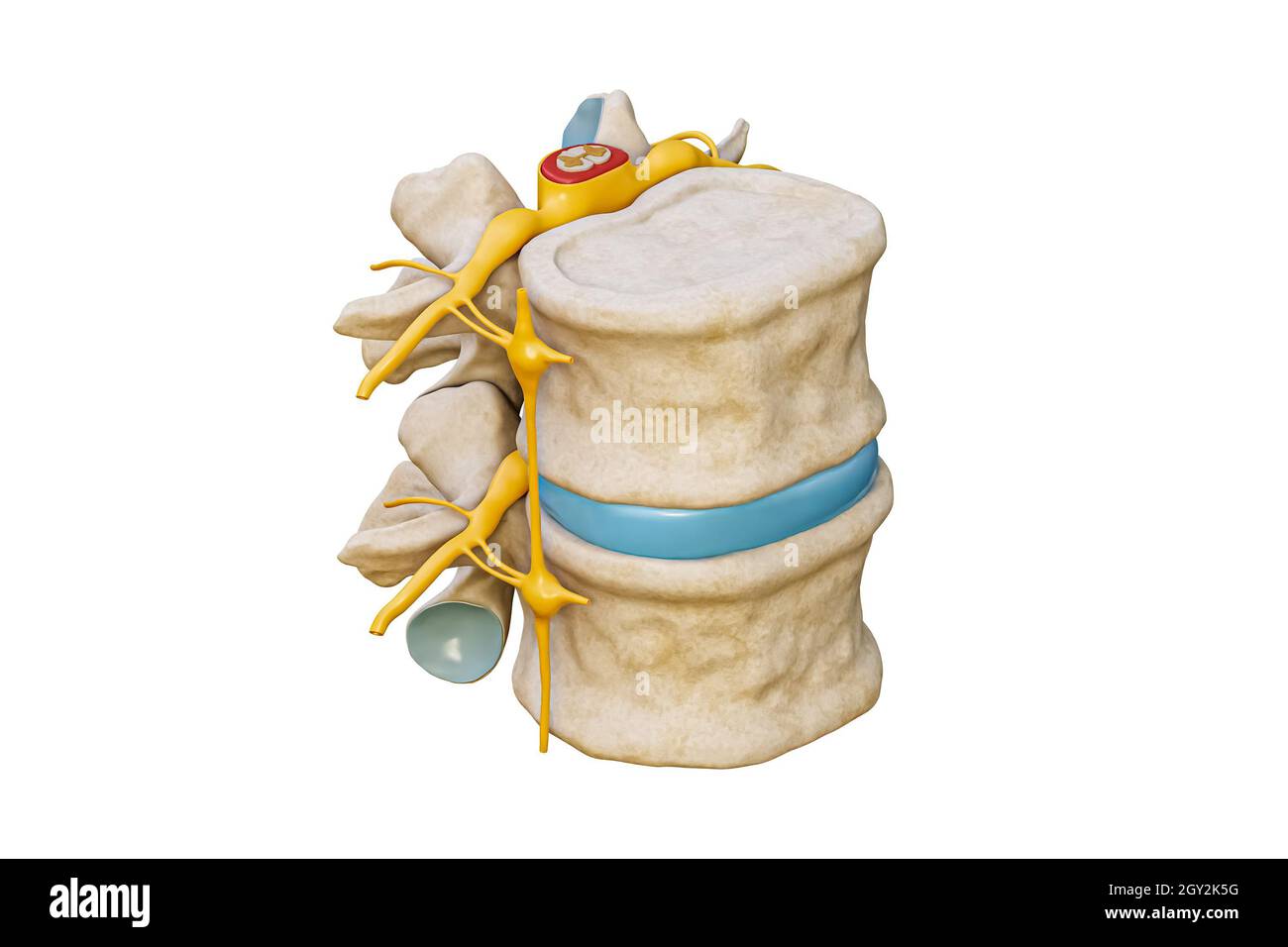 Menschliche Lendenwirbel mit Rückenmark und Nerven isoliert auf weißem Hintergrund 3D-Darstellung. Leeres anatomisches Diagramm. Anatomie, medizinische und Stockfoto