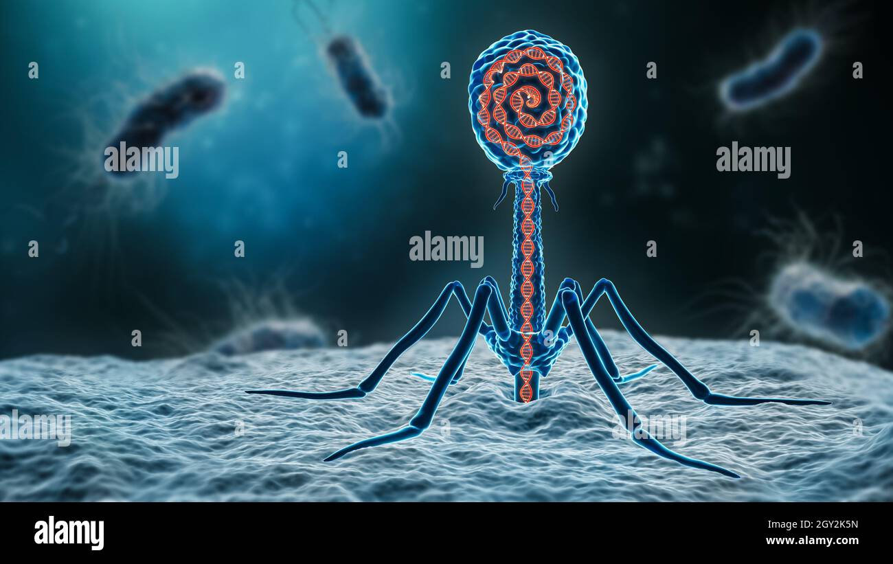 Phage Einfügen seiner DNA in ein Bakterium 3D Rendering Illustration Nahaufnahme. Mikrobiologie, Medizin, Bakteriologie, Biologie, Wissenschaft, Gesundheitswesen, medici Stockfoto