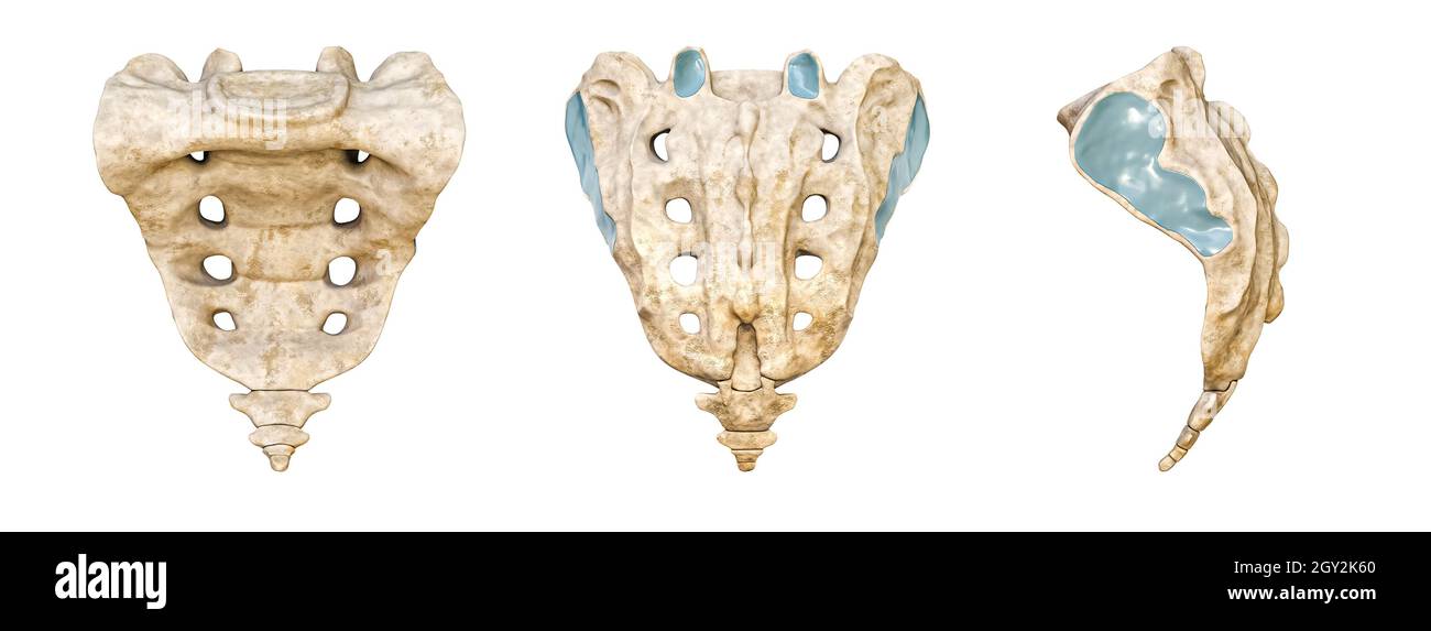 Humanes Kreuzbein und Steißbein posterior, anterior und lateral Gesicht isoliert auf weißem Hintergrund 3D-Darstellung. Leeres anatomisches Diagramm. Anatomie, Stockfoto