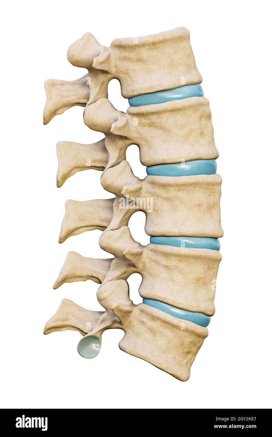 Normale fünf menschliche Lendenwirbel mit isolierten Bandscheiben auf weißem Hintergrund, 3D-Darstellung. Leeres anatomisches Diagramm. Medizin und Gesundheitswesen, Stockfoto