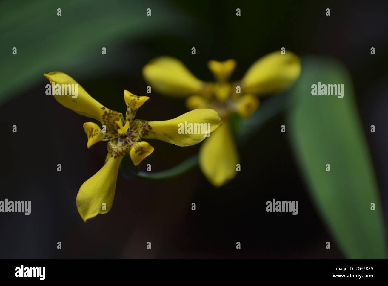 Irisblumenfotografie Stockfoto