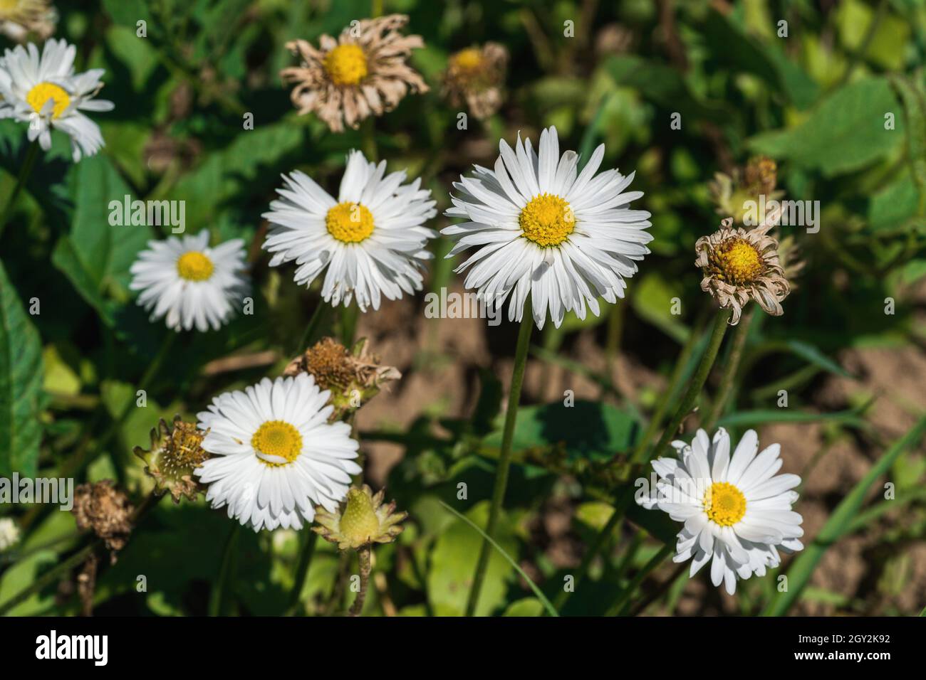 Helle Blumen im Garten, unter den Strahlen der untergehenden Sonne. Stockfoto