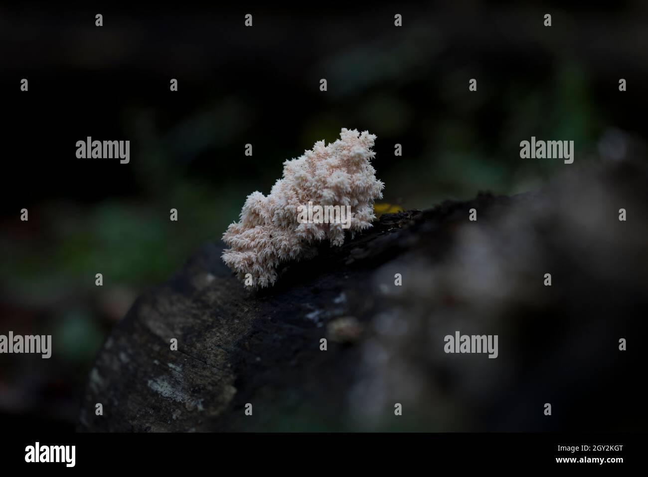 Löwen Mähne Pilz hericium coralloides wächst im Wald. Stockfoto