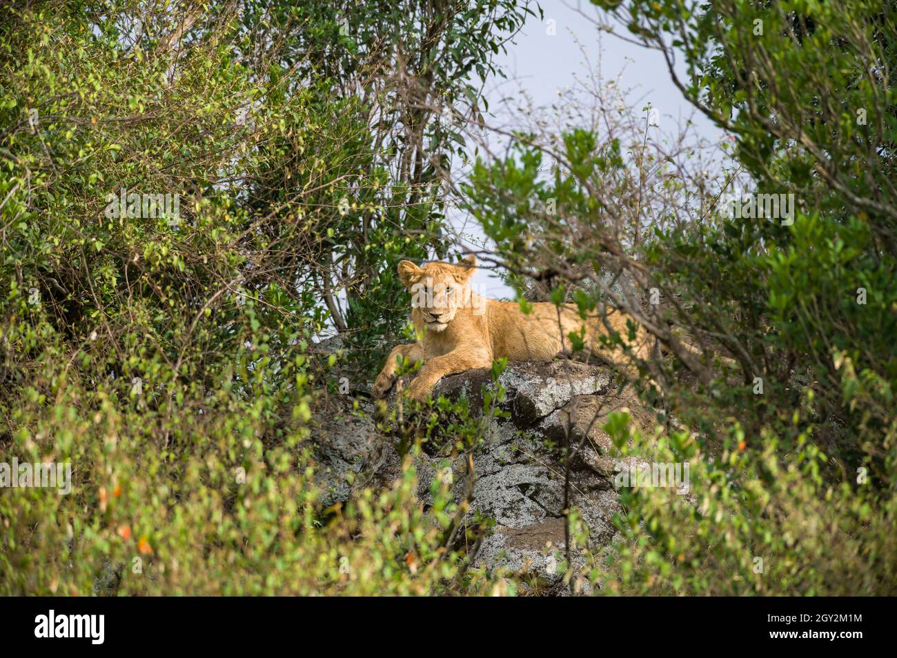 Lion sitzen auf Felsvorsprung ausruhen (Panthera leo), Masai Mara National Game Park finden, Kenia, Ostafrika Stockfoto