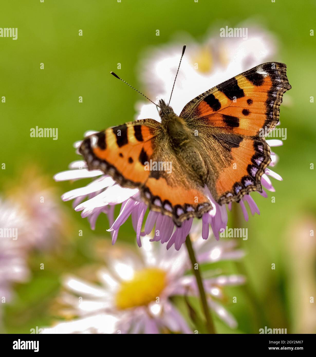 Tortoiseshell ButterflyNaturfotografie Stockfoto