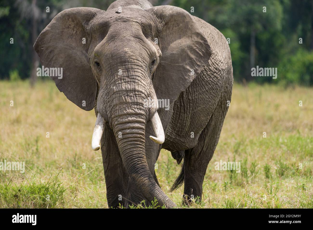 Afrikanischen Busch Elefant (Loxodonta africana) essen Gras, Masai Mara National Reserve, Kenia, Ostafrika Stockfoto