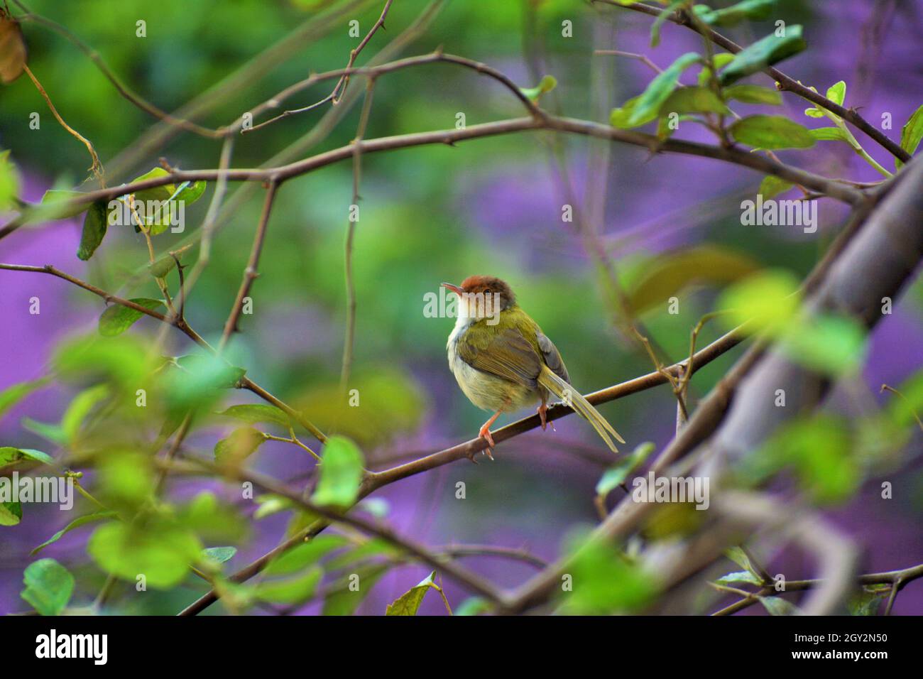 Gewöhnlicher Schneidervögel, einer der Sängervögel Stockfoto