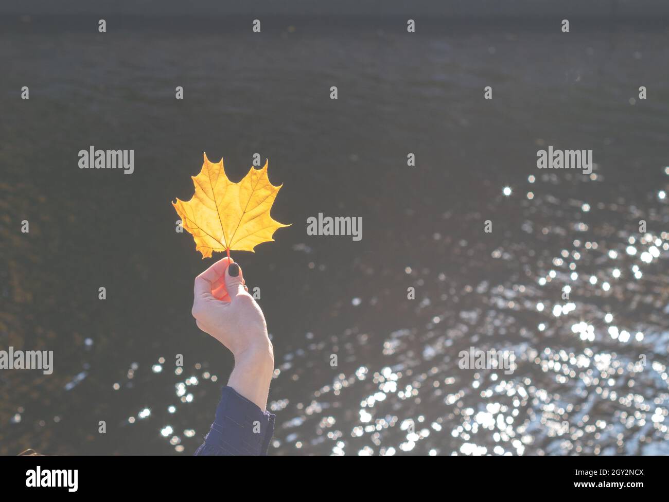 Die Frau hält im Herbstpark einen gelben Ahornlaub auf Armlänge. Ahorn lassen in der Hand einer Frau leuchten in der Sonne. Mädchen im Herbst Park mit Blatt auf dem w Stockfoto