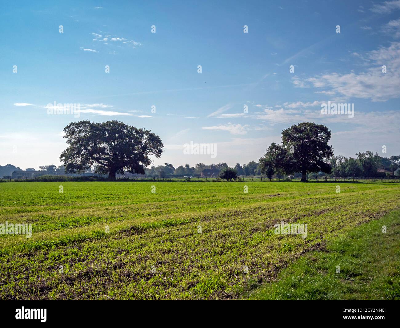 Zwei Bäume in einem kultivierten Feld in der Nähe von York, England Stockfoto
