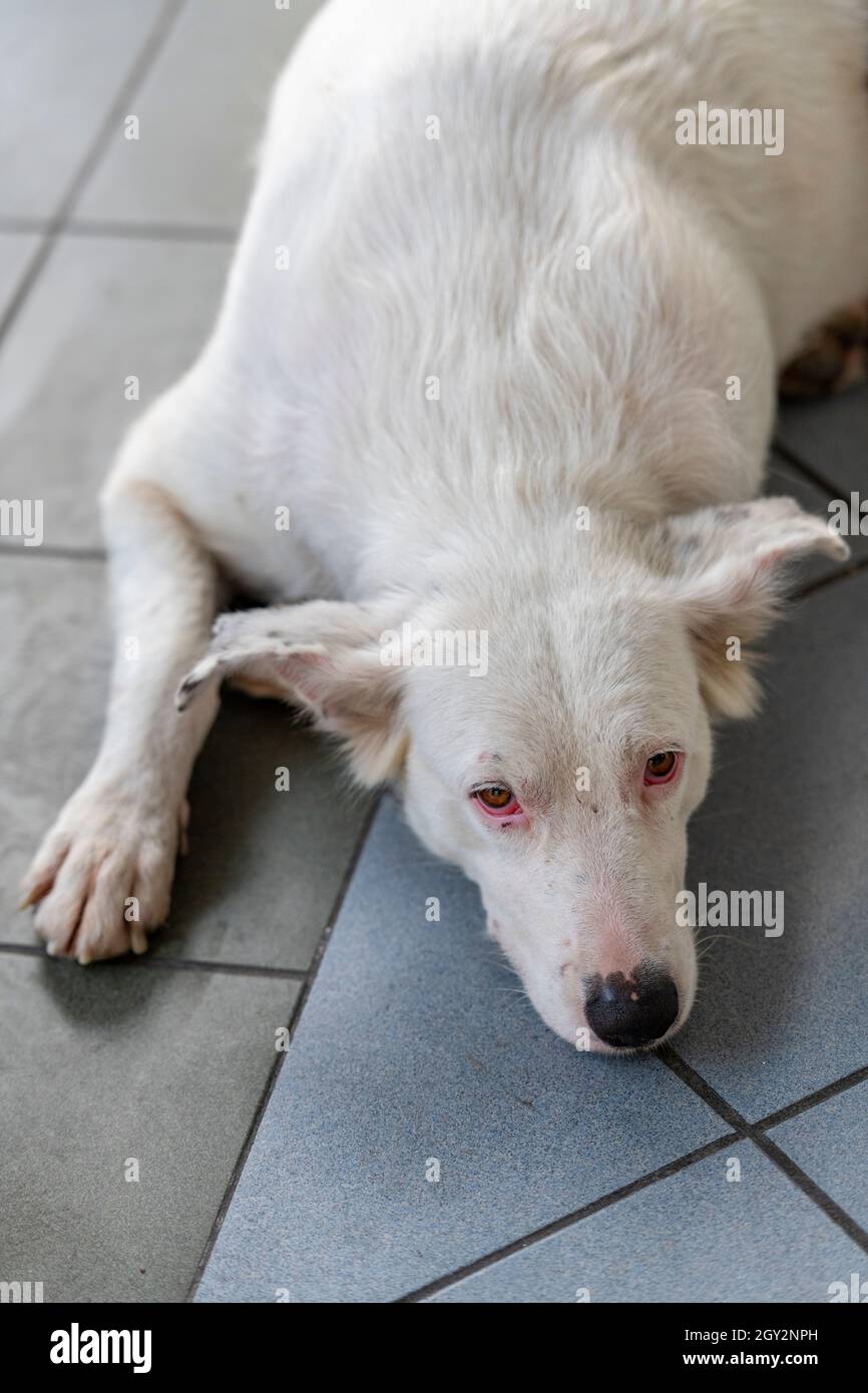 Großer weißer Hund, der auf einem gefliesten Boden liegt, mit offenen Augen  und Blick auf die Kamera. Elsässer Typ gekreuzt großen Hund mit weißem  Fell. albino Elsässer Typ Rasse Stockfotografie - Alamy