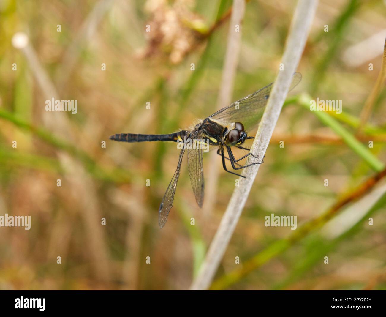 Männliche Schwarztaucher (Sympetrum danae) Libelle auf der Pondside Vegetation, Boyne Water, Brown Clee, Shropshire, UK Stockfoto