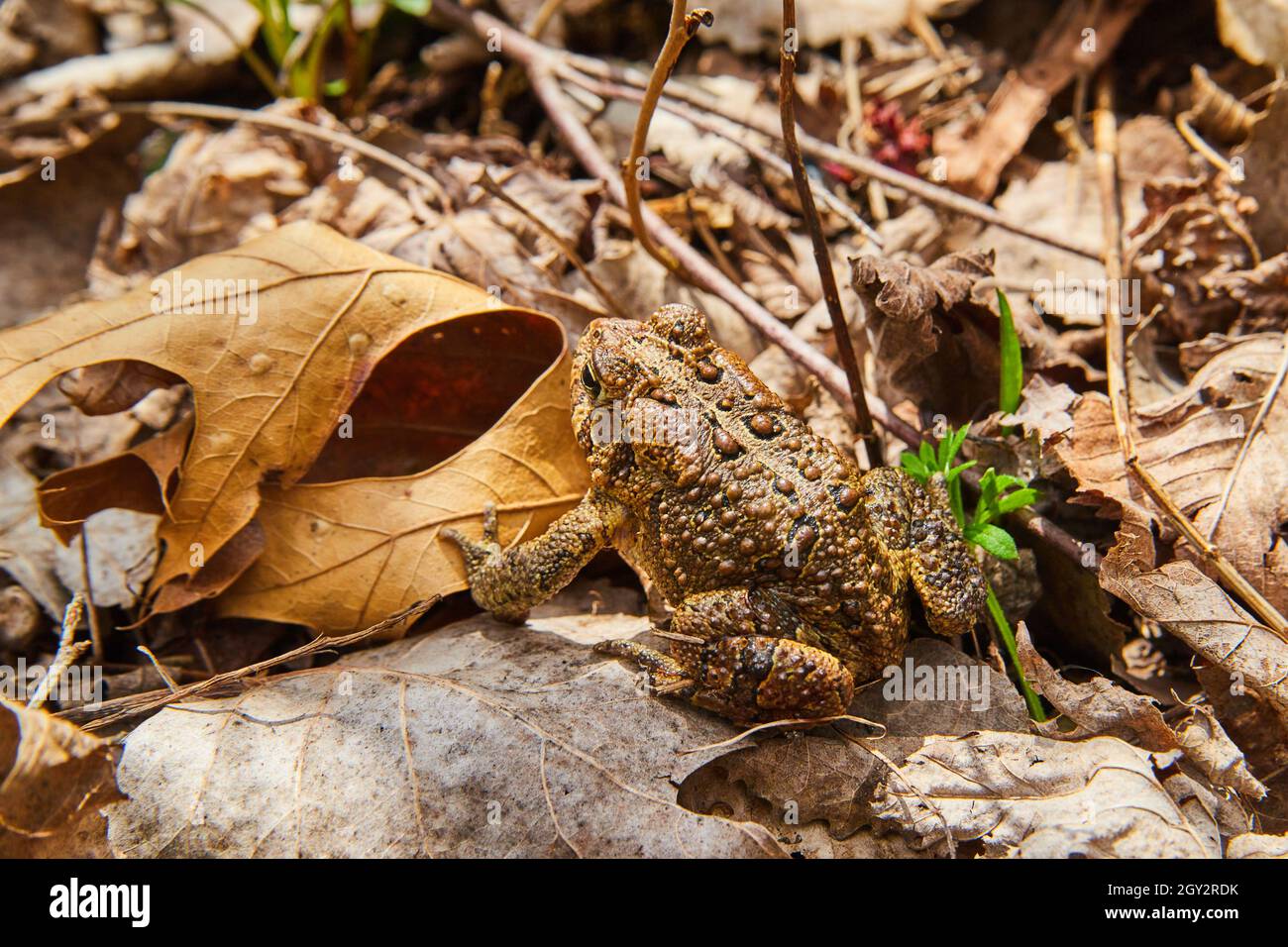 Frosch Detail der Rückenflecken von Herbstblättern umgeben Stockfoto