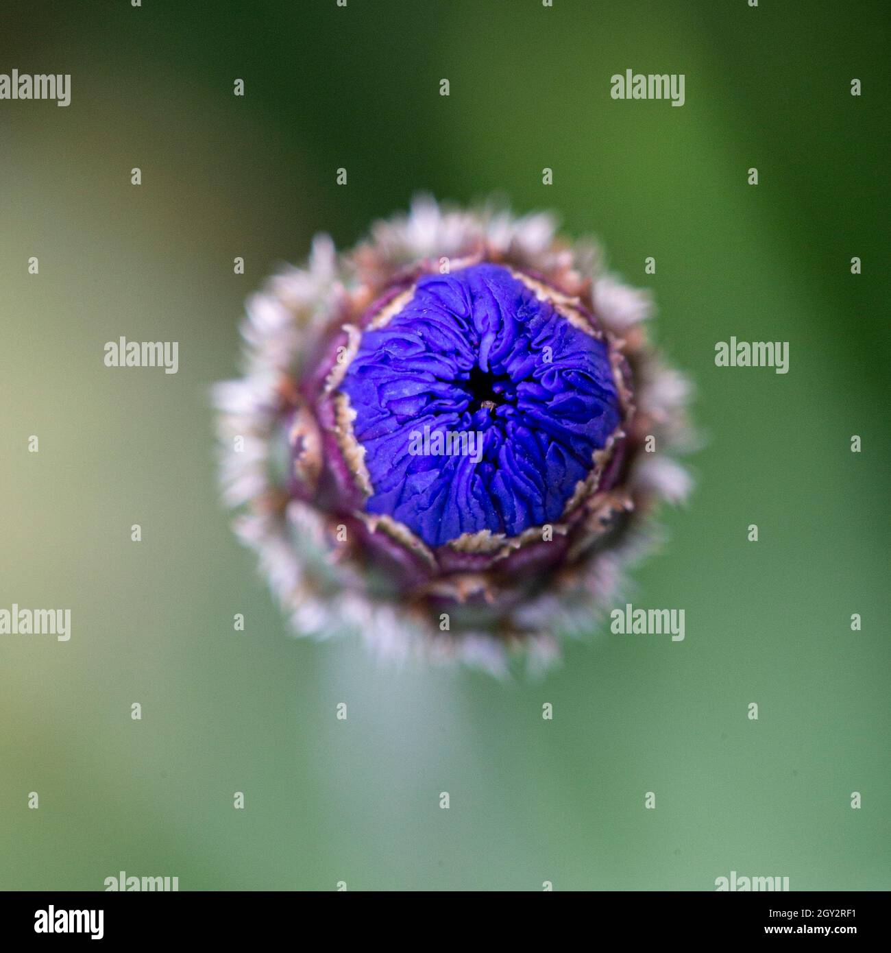 Makrobild der Knospe einer Kornblumenblüte kurz vor ihrer Blüte, die wie ein Augapfel aussieht Stockfoto