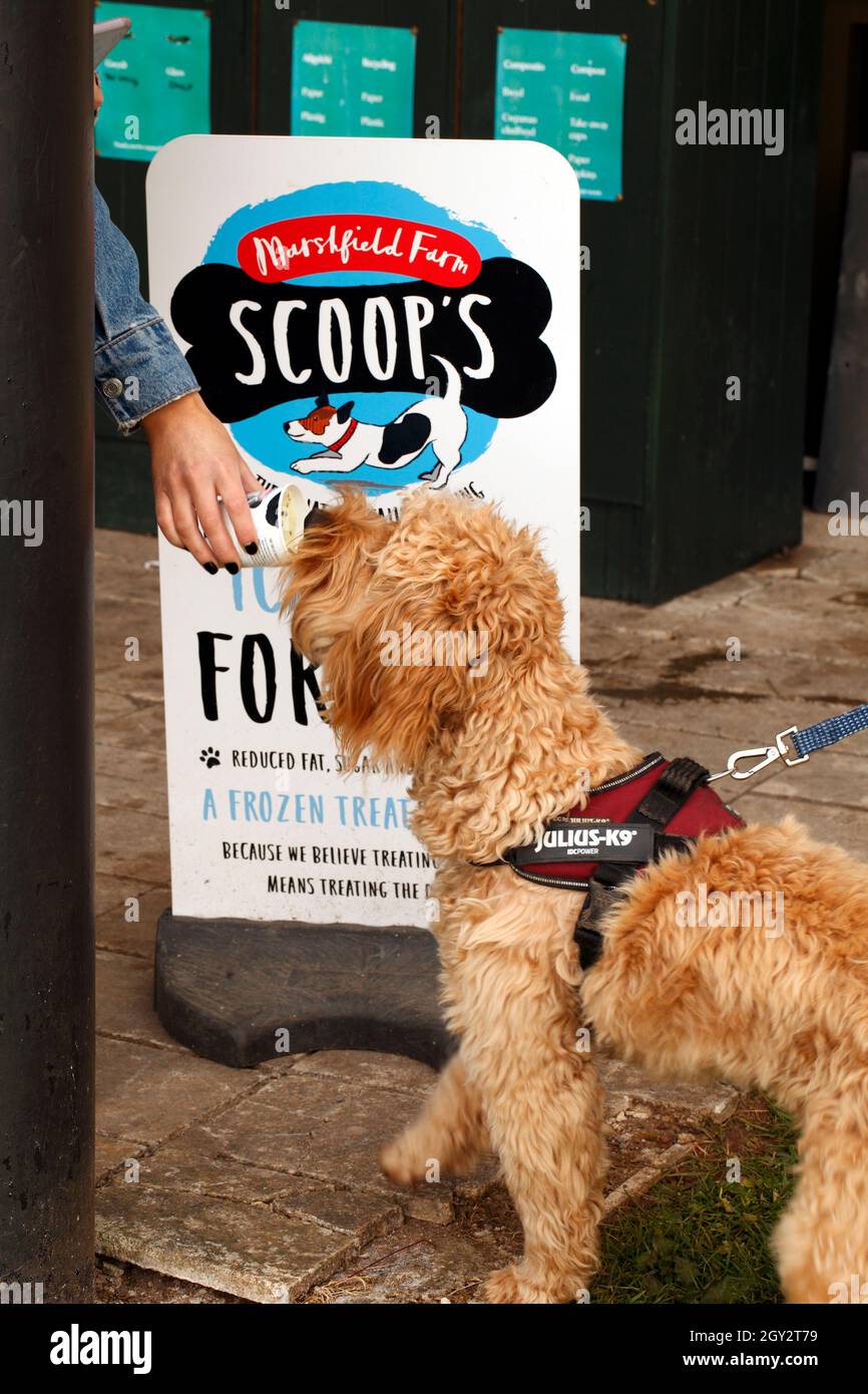 Hundeeis von Scoop's. Spezialeis für Hunde. Stockfoto