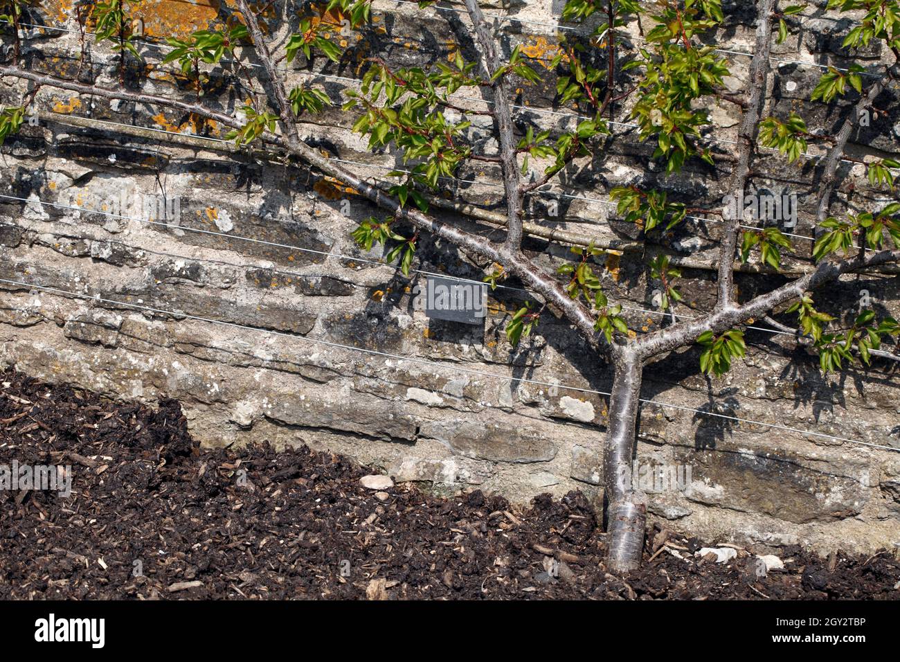 Aprikose ' Flavorcot' trainierte als Fan gegen eine Wand. Frühling, Frühsommer. Stockfoto