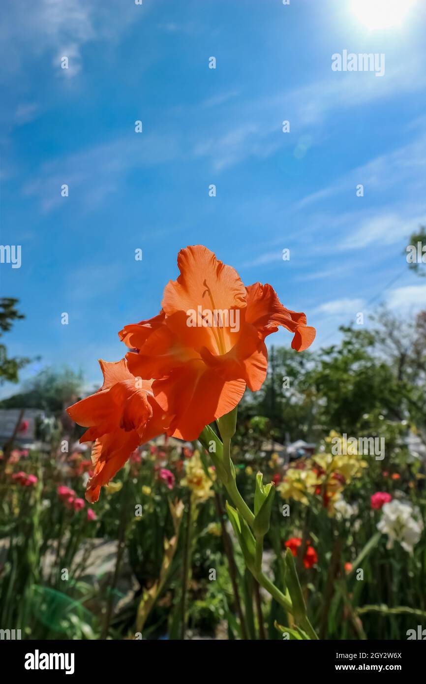 Orange Canna Lily und der Himmel ist hellend Stockfoto