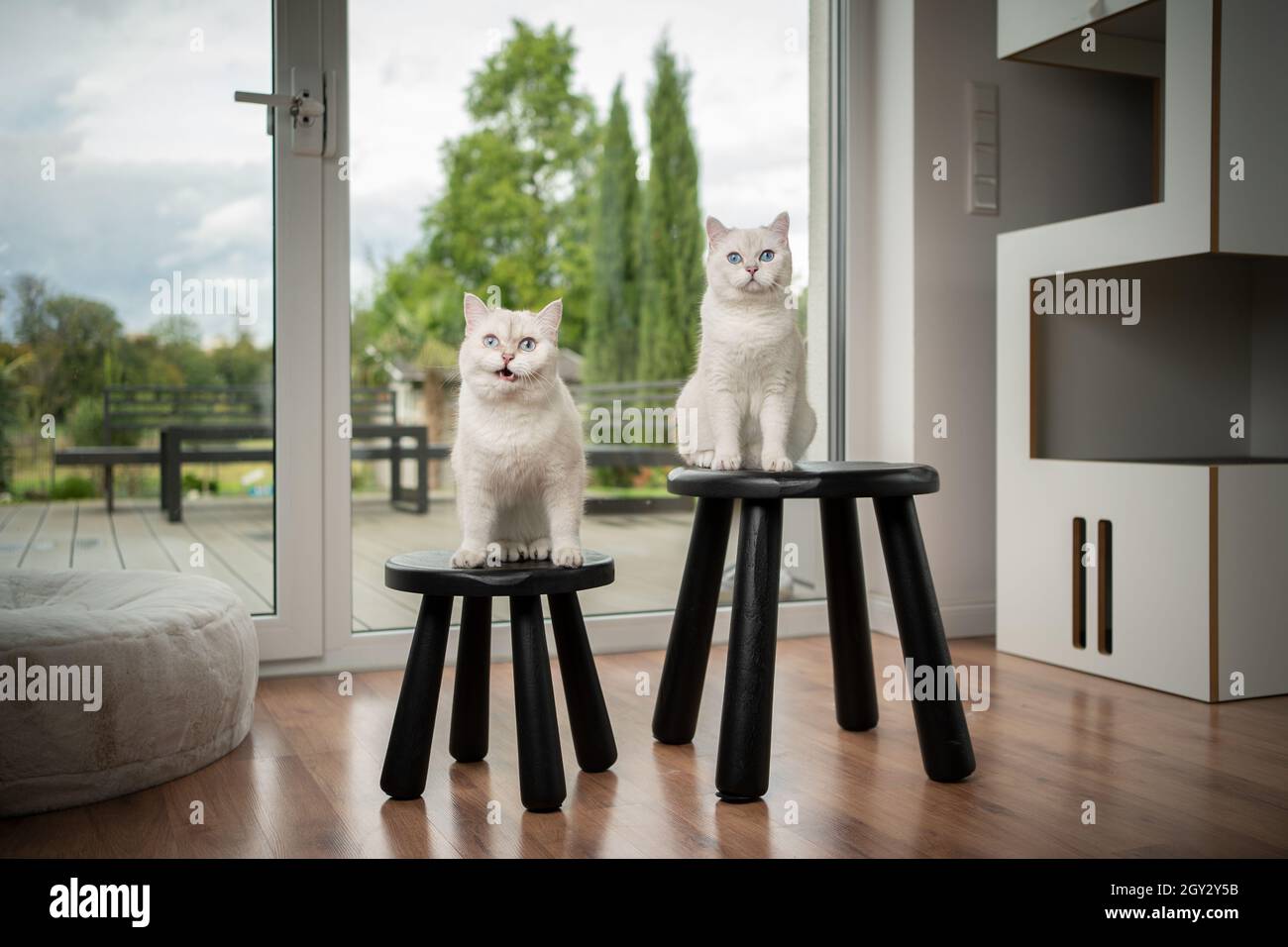 Zwei süße, flauschige weiße britische Kurzhaarkatzen sitzen auf schwarzen Hockern im modernen Zuhause Stockfoto