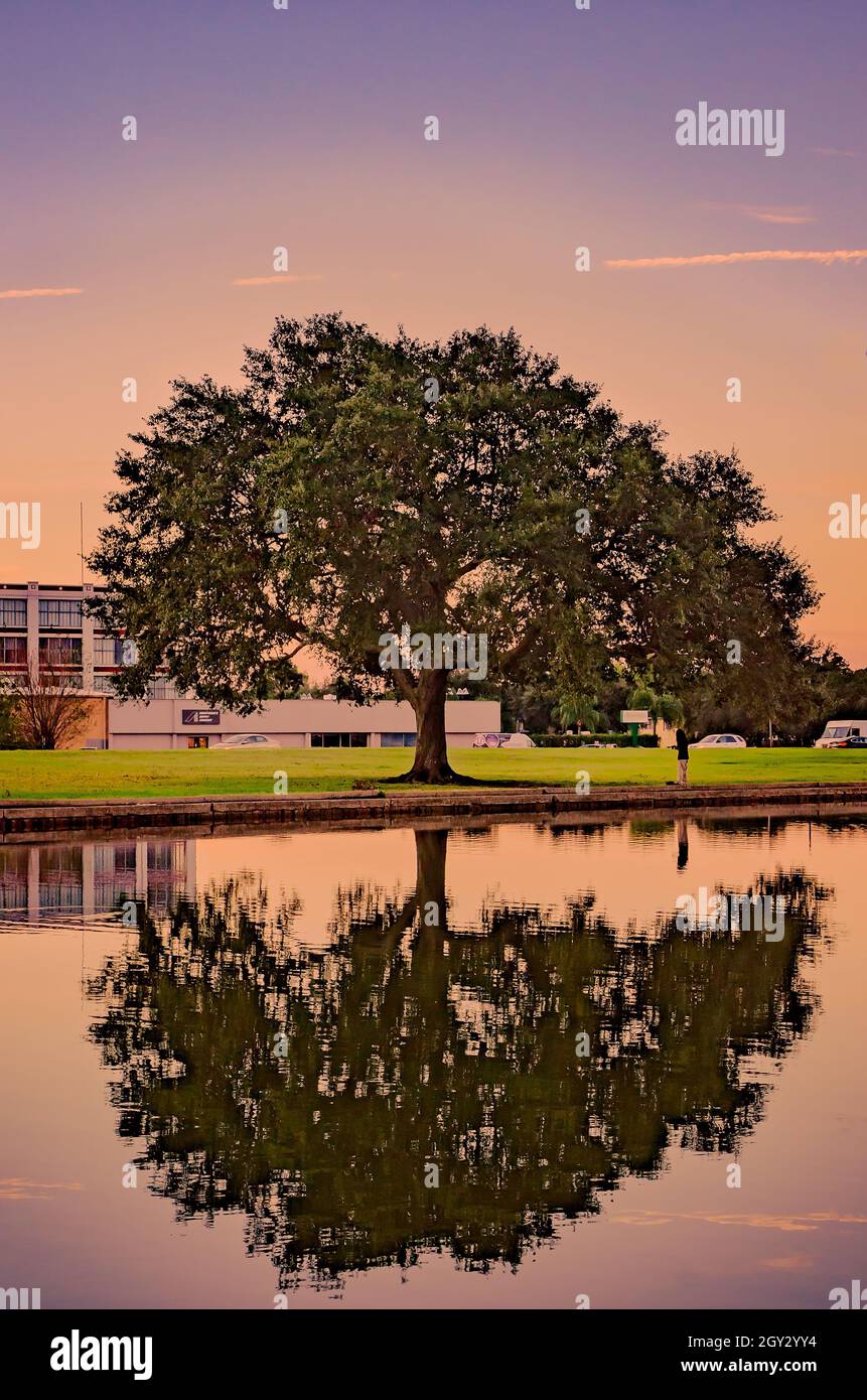 Eine lebende Eiche des Südens spiegelt sich in Bayou St. John, 12. November 2015, in New Orleans, Louisiana, wider. Stockfoto