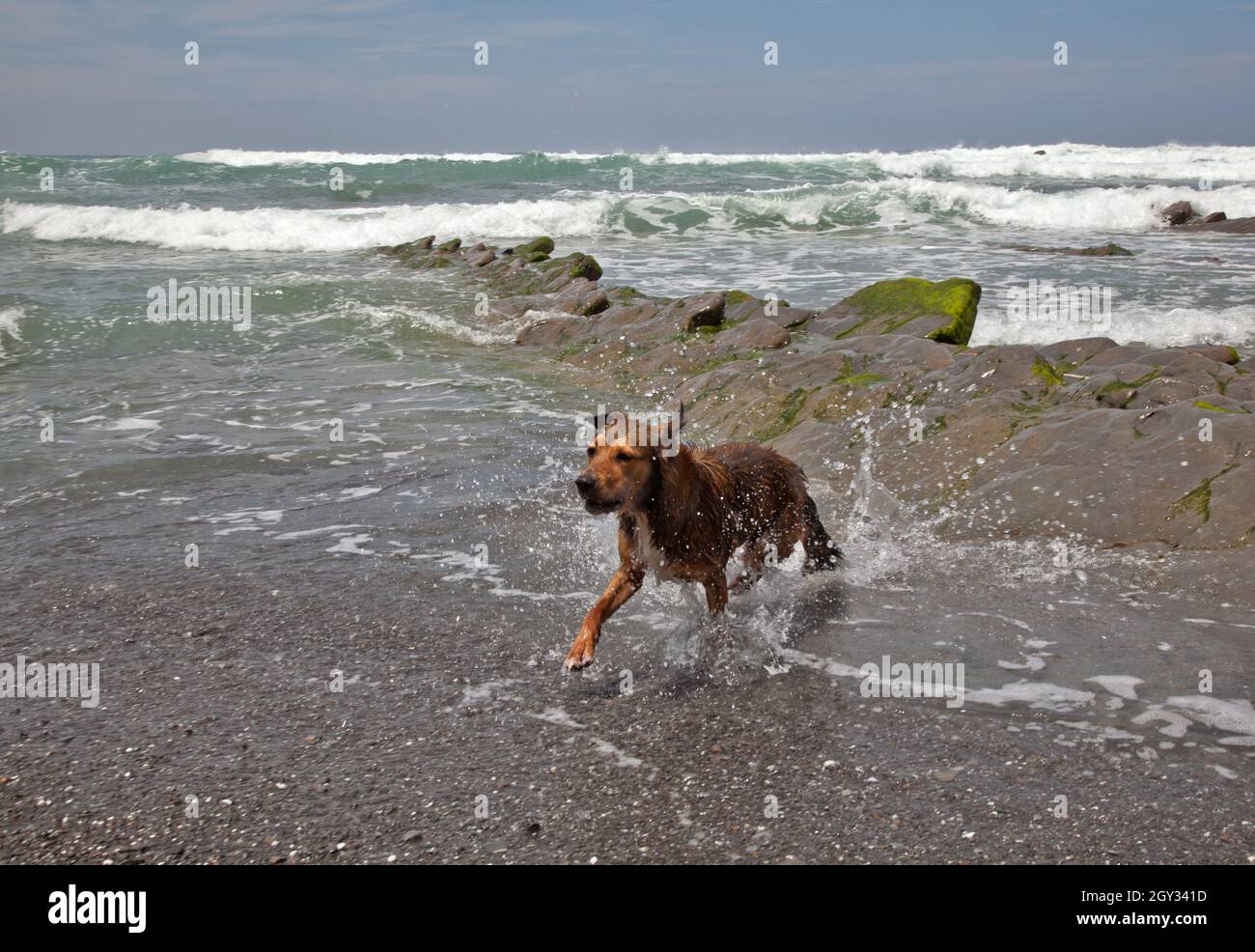 Hund am Ufer in der Stadt in Barrica, Spanien Stockfoto