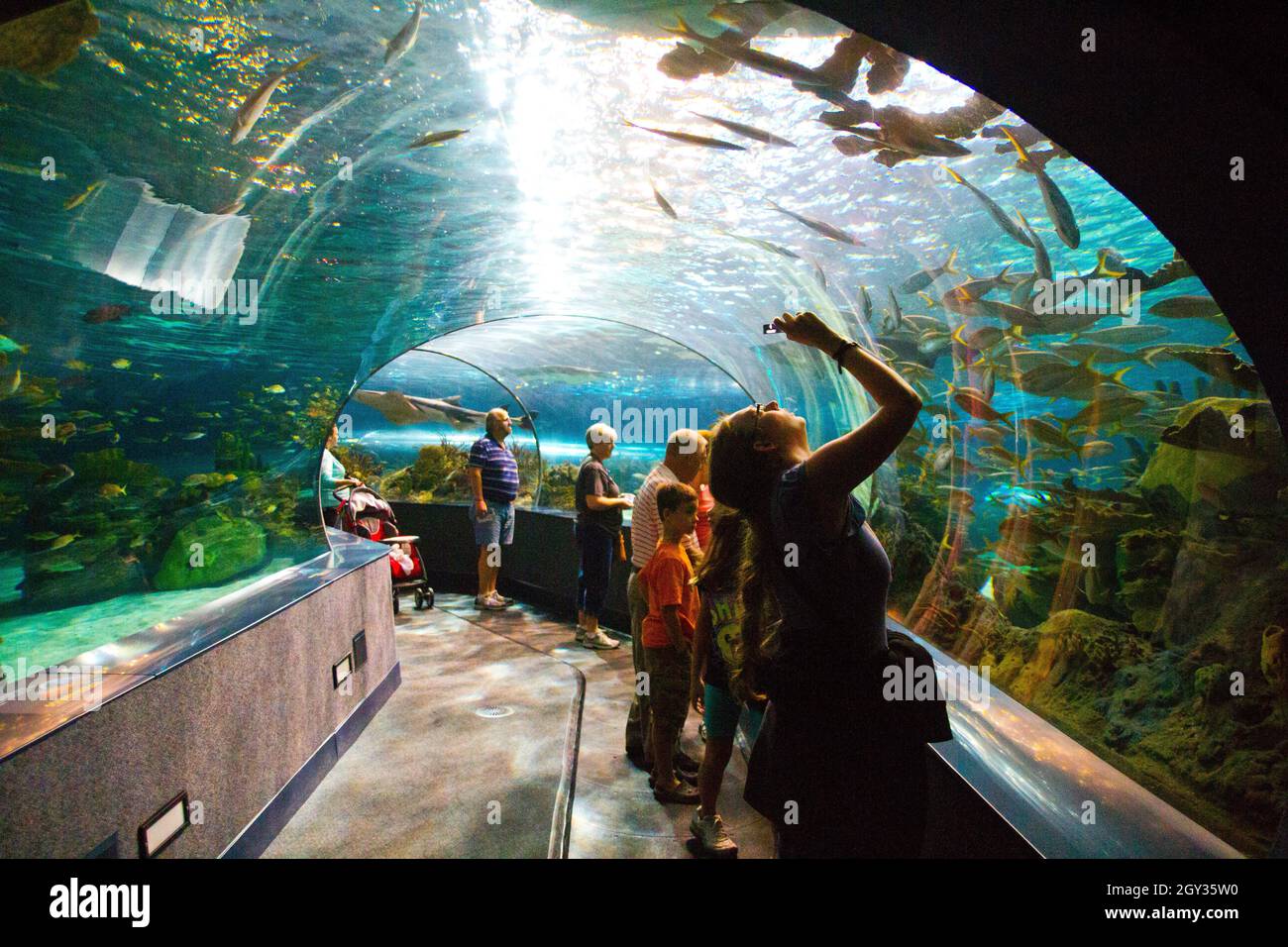 Besucher fotografieren einen Glastunnel in einem Aquarium Stockfoto