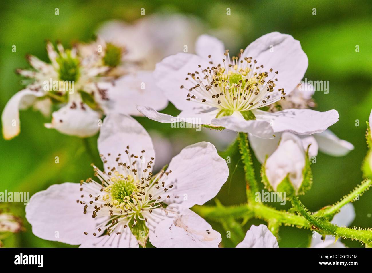 Makro von weißen Blüten im Frühling Stockfoto