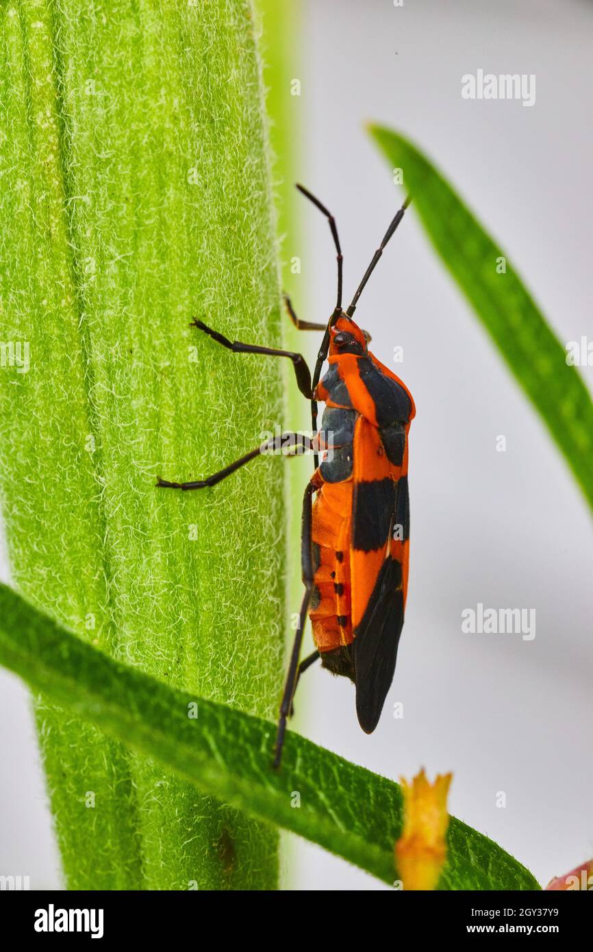 Milchkrautkäfer klettert auf grünes Blatt Stockfoto