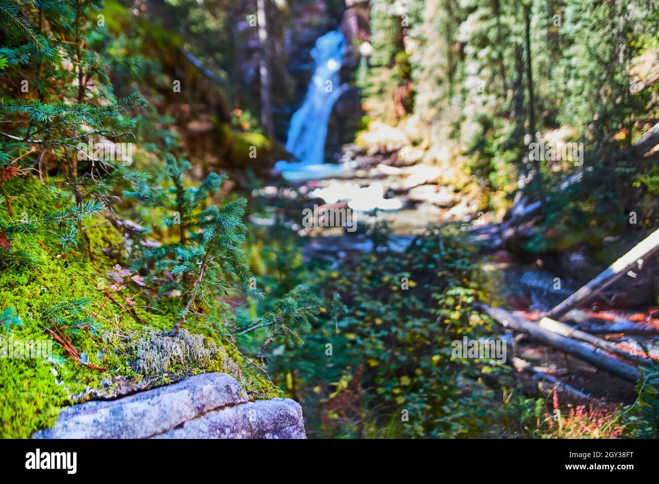 Felsen mit Moos und Babykiefern, die oben wachsen, und Wasserfall im Hintergrund verschwommen Stockfoto