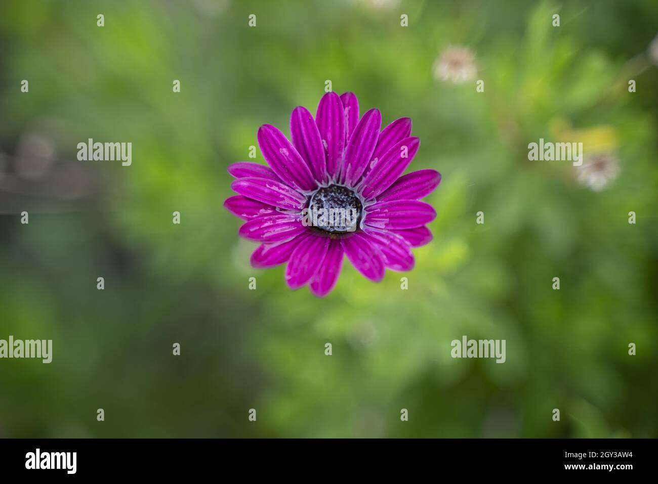 Selektive Fokusaufnahme der violetten osteospermum-Blume Stockfoto